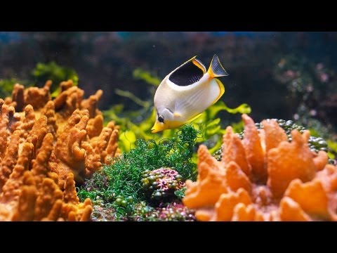 how to care saltwater aquarium