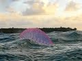 portuguese man o war  physalia physalis  belize