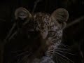 Leopardo la noche del cazador 3/6