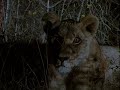 leopardo la noche del cazador 3/6