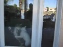 Cat Crash