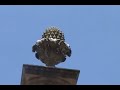 San Juan De Los Lagos Jalisco