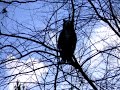 Morticia, a fat cat out on a limb Morticia, a fat cat out on a limb