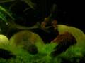 videos de 2nd 100 Gal