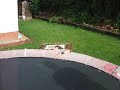 trampoline faliure 1 trampoline faliure 1