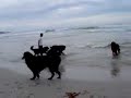 Newfies at Carmel Beach