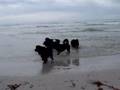 Newfies at Carmel Beach