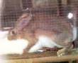 rabbit na malibog