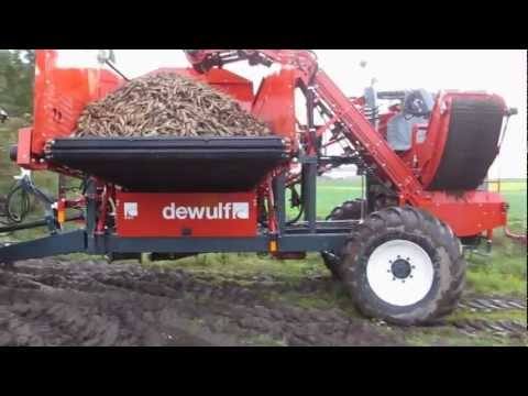 how to harvest parsnips