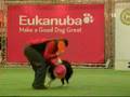 videos de Pokazy frisbee - Poznań 2008