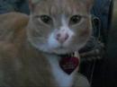 My Lardo Cat Sandy! XD