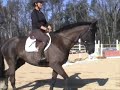 GHF TROUT LILY  event horse for sale