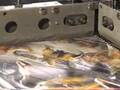 Shanklin Automatic L sealers