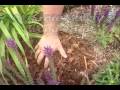 Gardening in Kentucky Mulching