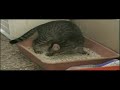 My Cats My Cats