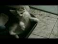 My Cats
