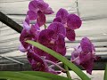 Um otimo lugar pra cultivar orquideas, pois la existe muito carinho e dedicação!