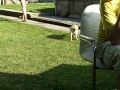 Sweet yellow lab puppy Falco :)
