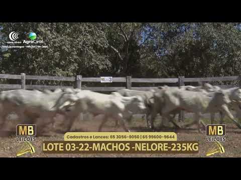 556� LEIL�O VIRTUAL MB LEIL�ES