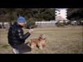 Click here to watch this video コッカーのアレンはボール遊びが大好きです