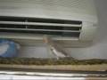 オカメインコレキ、エアコンに当たる