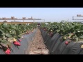 Family Farmer Talks About Pest Management