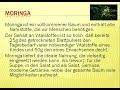 Click here to watch this video Moringabaum: Endecken Sie die Möglichkeiten von Moringa Oleifera | Moringakapseln