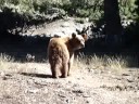 Yosemite Glacier Point She Bear