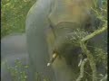 Elephant Breeding Herd