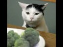 The two talking cats