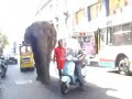 Elefante passeggia per la via Etnea di Catania - 10.11.07 Elefante passeggia per la via Etnea di Catania - 10.11.07