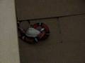 videos de Jimmy feeding time 2