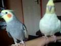 Nelly and rocky, My cockatiels, Nelly singing