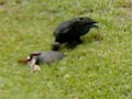 Armadilo mauling by vultures of hine