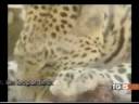 Tippi degr�