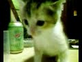 Sugar a cute little kitten