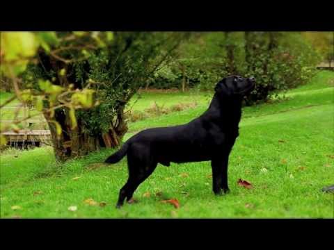 Black Labrador working gundog