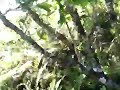 Descending the path