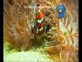 Clown Fish Nemo Breeding Clown Fish Nemo Breeding