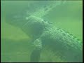 gomec the australian crocodile was once billed as the world's largest, by the st. augustine alligator farm in st. augustine, florida. ted brown of wjxt tv did the story for local news in the late 1980's, shortly after gomec's arrival in florida.