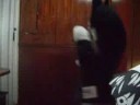 Ryuuku Dançando Créu Ryuuku Dançando Créu