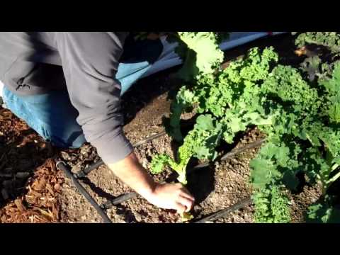 how to harvest kale