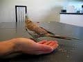 Clicker Training: Cockatiel Bring Back All Toys in My Hand