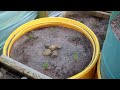 Click here to watch this video Allotment Diary May 24th : Vegetable Garden Update What a difference a Heatwave makes