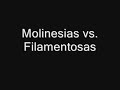 Molinesias vs. Filamentosas 