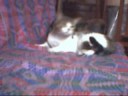 Chasing Cars - The Lucky Cat - Die Hard Chasing Cars - The Lucky Cat - Die Hard