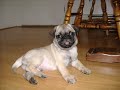 Pugs Not Drugs Team sponsor