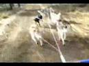 La Pine Oregon Mushing Weekend - Down the Bumpy Hill