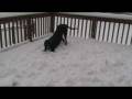 videos de Greyhound (Cofax) having fun in snow 12 2 08 pt 2