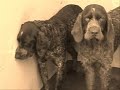 das tierschutzprojekt 